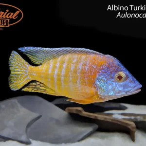 Albino Turkis Peacock (Aulonocara sp.)