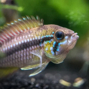 Alenquer Agassizi's Dwarf Cichlid (Apistogramma cf. agassizii) - Tank-Bred!
