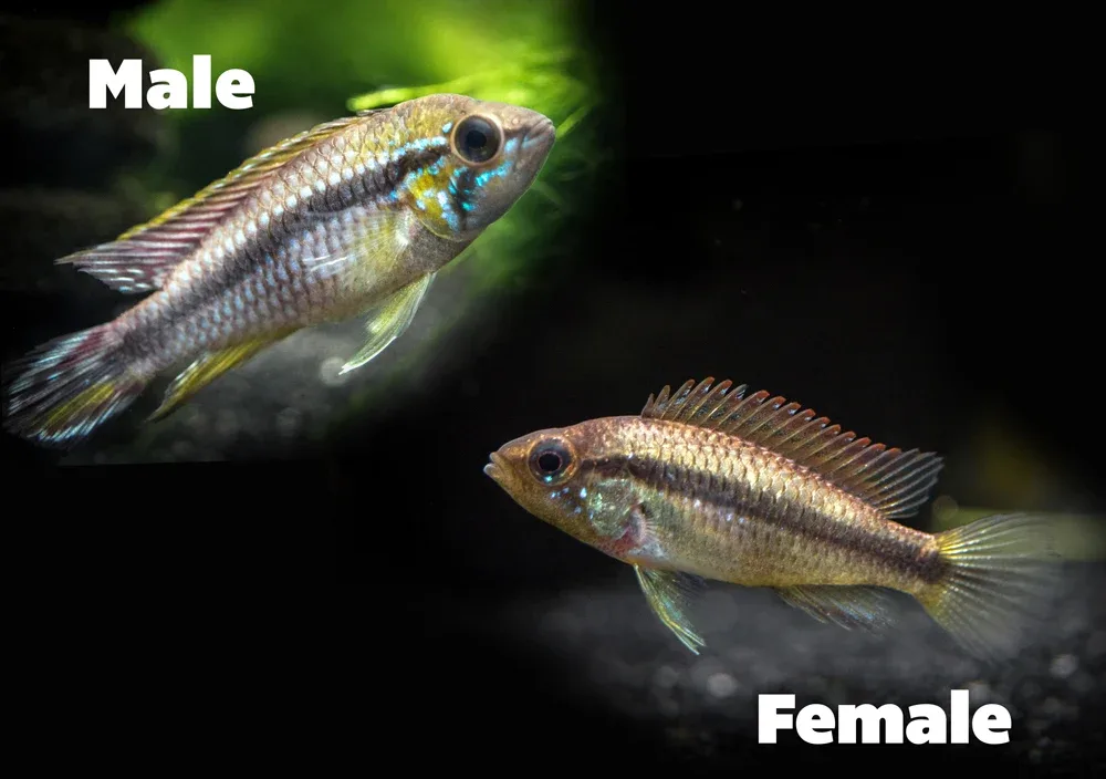 Alenquer Agassizi's Dwarf Cichlid (Apistogramma cf. agassizii) - Tank-Bred! - Image 2