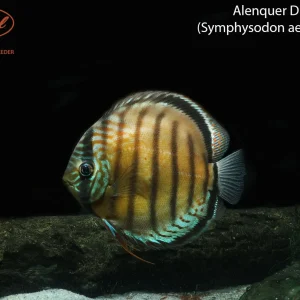 Alenquer Discus (Symphysodon aequifasciata)