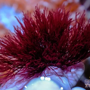 Algae - Gracilaria Red Ogo