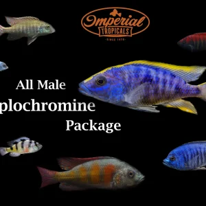 All Male Haplochromine Cichlid Package