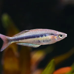 Alleni Rainbowfish (Chilatherina alleni) – Tank-Bred