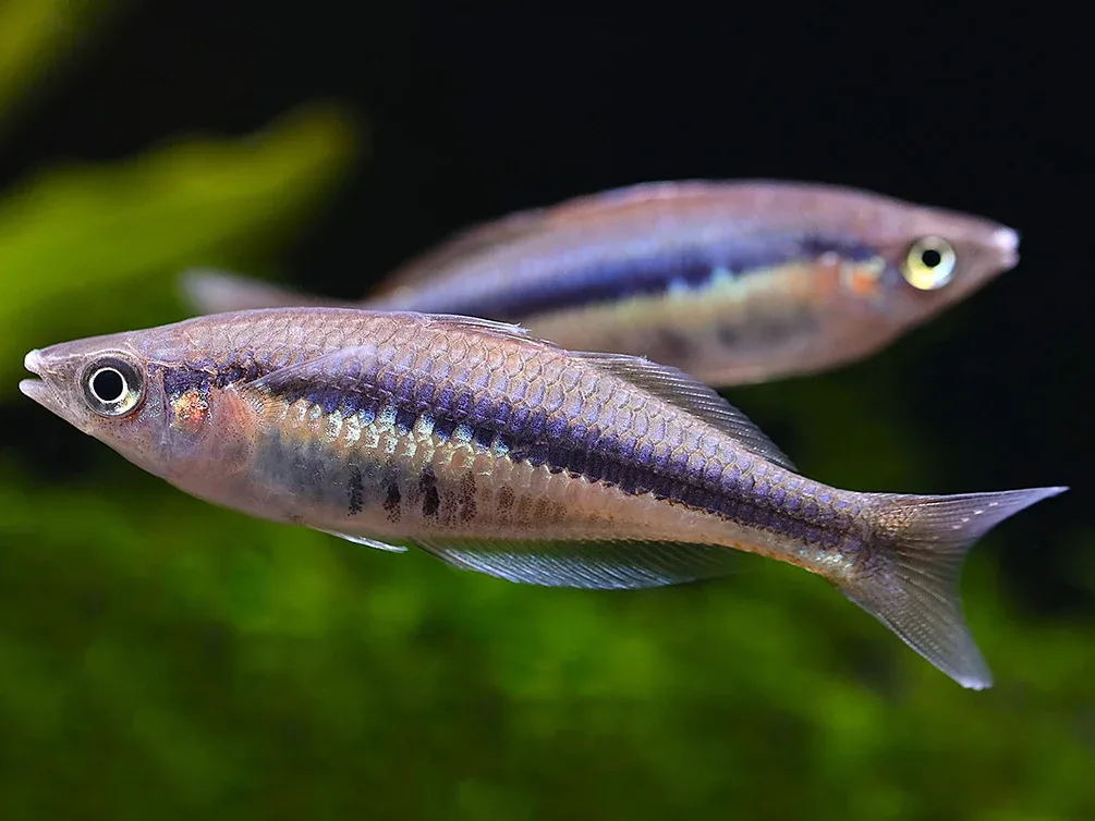 Alleni Rainbowfish (Chilatherina alleni) – Tank-Bred - Image 2