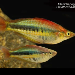 Alleni Wapoga Rainbowfish (Chilatherina alleni "Wapoga")