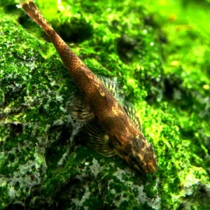 Alligator AKA Green Lizard Hillstream Loach (Homalopteroides tweediei)