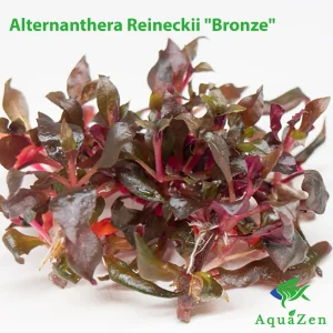 Alternanthera Reineckii Bronze (Alternanthera Reineckii "Bronze") Tissue Culture!
