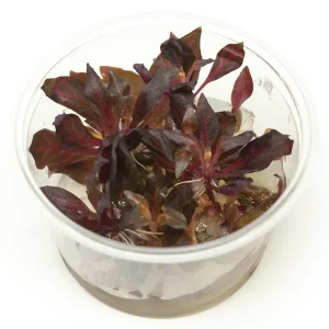 Alternanthera rosanervig Tissue Culture