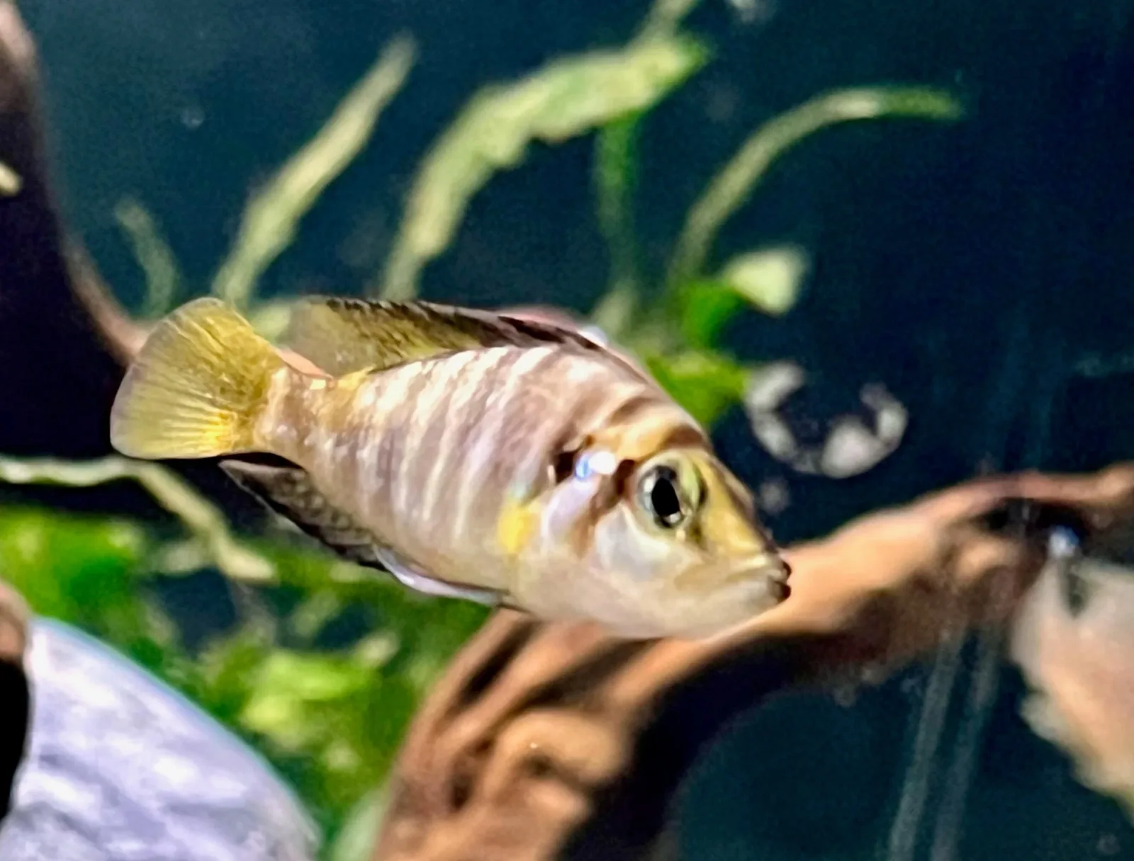 Altolamprologus compressiceps "Kagunga Red Fin" - Image 2
