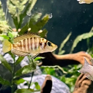 Altolamprologus compressiceps "Kagunga Red Fin"
