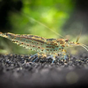 Amano AKA Yamato Shrimp (Caridina multidentata)