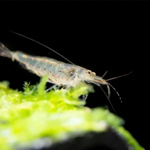 Amano AKA Yamato Shrimp (Caridina multidentata), CAPTIVE-BRED!
