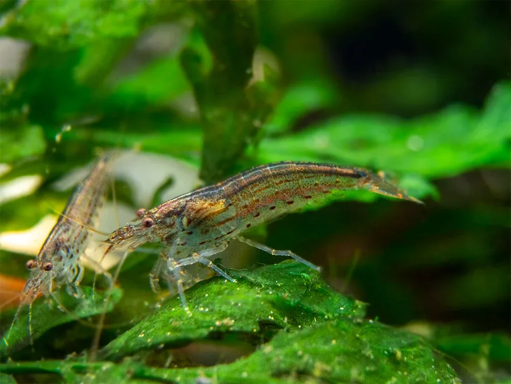 Amano AKA Yamato Shrimp (Caridina multidentata), CAPTIVE-BRED! - Image 2