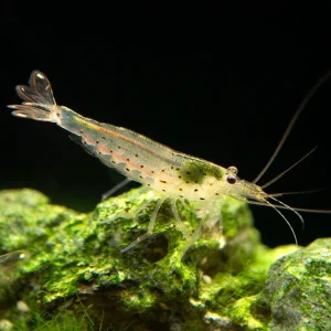 Amano Shrimp Combo Box