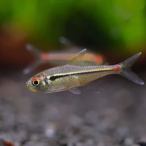 Amapa Tetra (Hyphessobrycon amapaensis) – Brazil