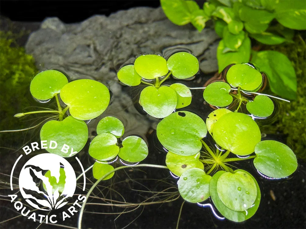 Amazon Frogbit AKA Spongeplant (Limnobium laevigatum), Aquatic Arts Grown! - Image 2