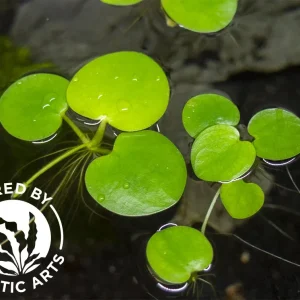 Amazon Frogbit AKA Spongeplant (Limnobium laevigatum), Aquatic Arts Grown!
