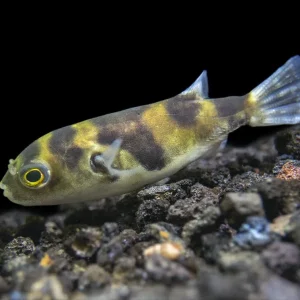 Amazon Puffer (Colomesus asellus)