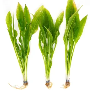 Amazon Sword Plant