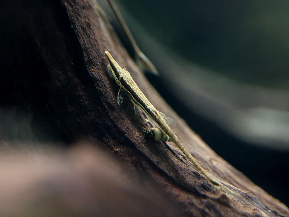 Amazon Whiptail Catfish (Farlowella amazonum) - Tank Bred - Image 2