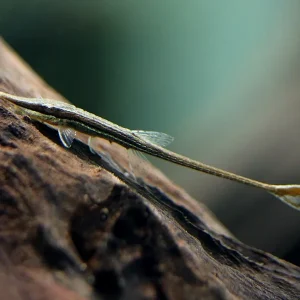 Amazon Whiptail Catfish (Farlowella amazonum) - Tank Bred