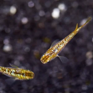 Amber Lame Medaka Ricefish (Oryzias latipes 'Amber Lame') – Tank-Bred