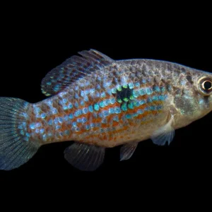 American Flagfish Killifish (Jordanella floridae)