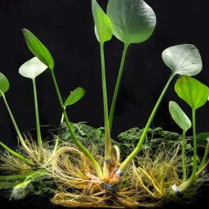 American Frogbit AKA Spongeplant (Limnobium spongia)