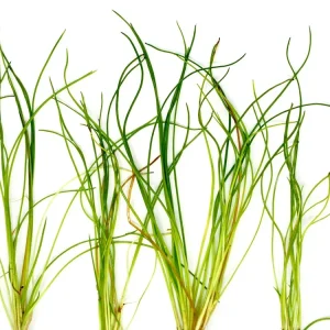 American Shoreweed (Littorella uniflora), clump