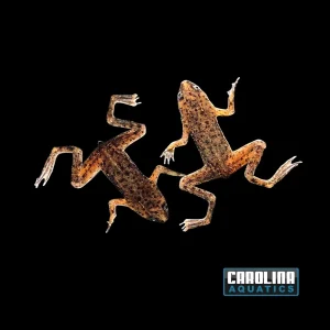Amphibian - African Dwarf Frog