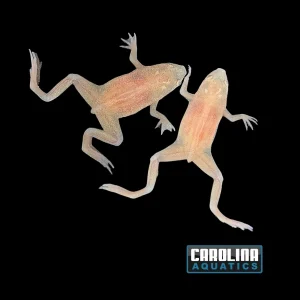 Amphibian - Frog African Dwarf Blonde
