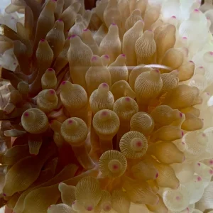 Anemone - Bubble Colored Tip