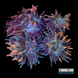 Anemone - Bubble Half and Half