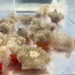 Anemone - Red Mat