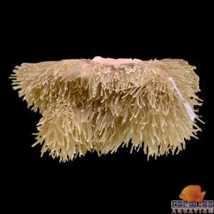 Anemone - Ritteri Lg