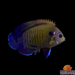 Angel - Bluefin Md/Lg