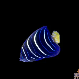 Angel - Chrysurus (Goldentail) Md/Lg