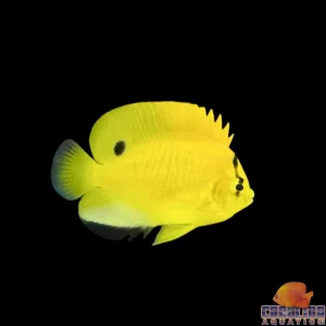 Angel - Flagfin Juv