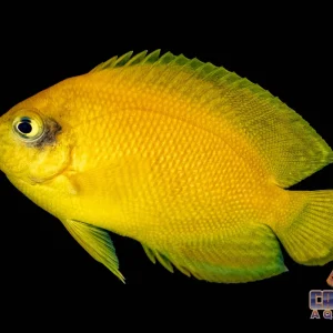 Angel - Heraldi Yellow