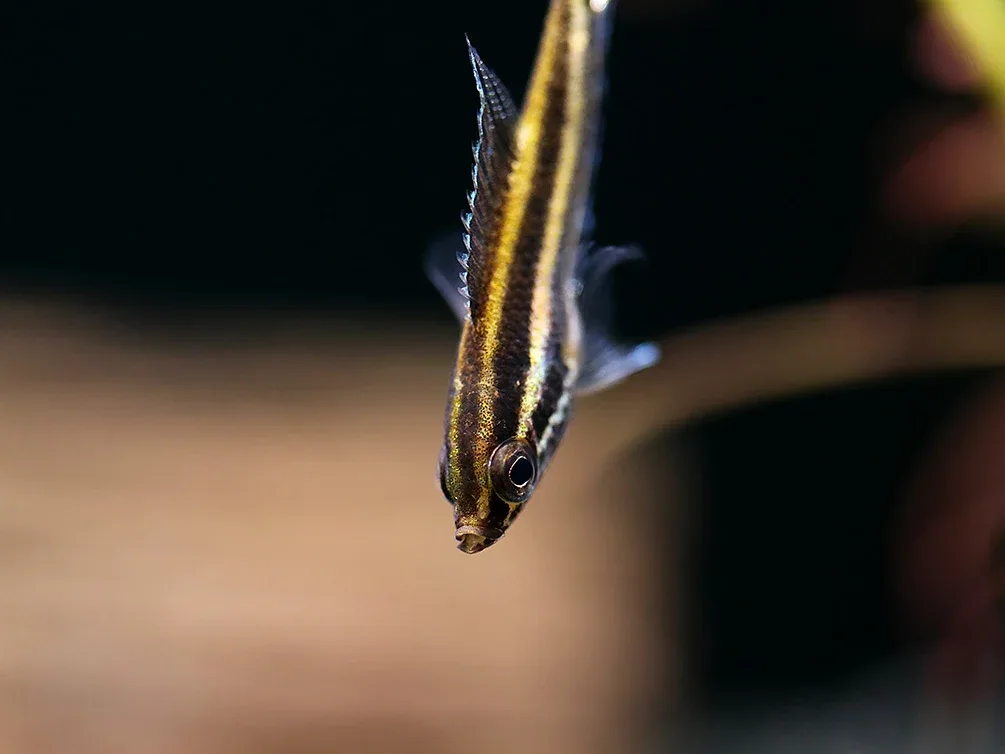 Angel Licorice Gourami ( Parospromenus anjunganensis ) - Image 2