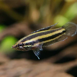 Angel Licorice Gourami ( Parospromenus anjunganensis )