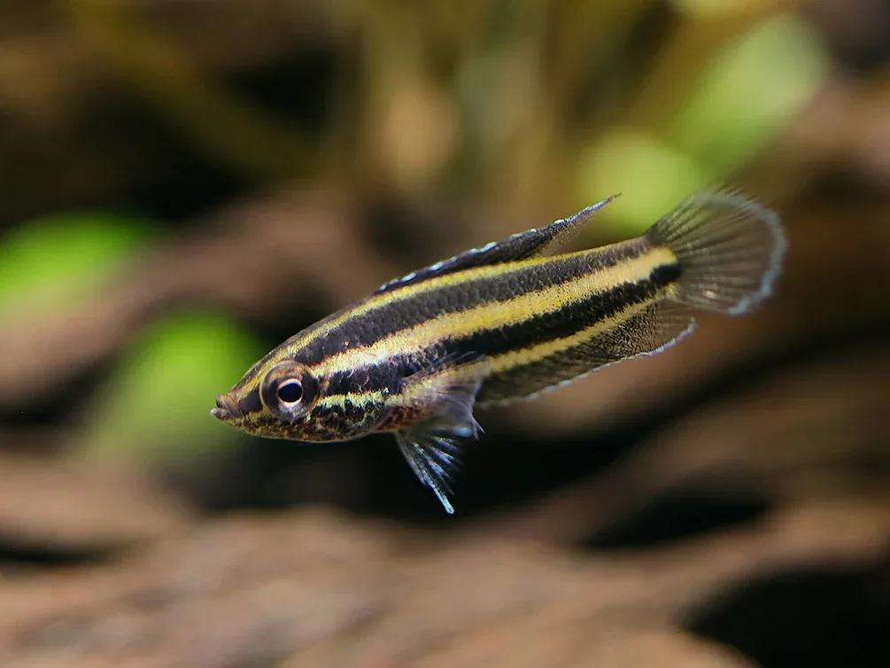 Angel Licorice Gourami ( Parospromenus anjunganensis )
