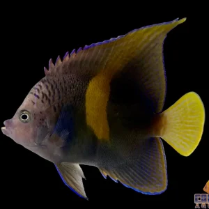 Angel - Maculosus Adult Md/Lg
