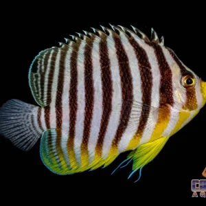 Angel - Multifaciatus
