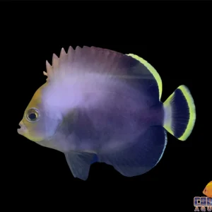 Angel - Poma Grey