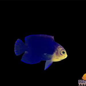 Angel - Pygmy (Atlantic)