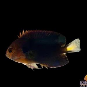 Angel - Pygmy (Pacific)
