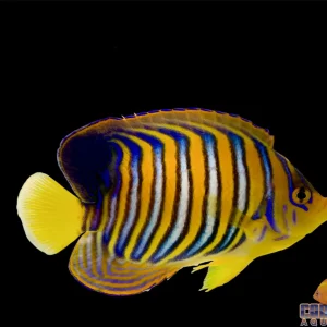 Angel - Regal Yellow Belly Sm/Md (Red Sea)