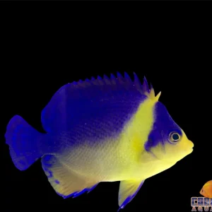 Angel - Venustus