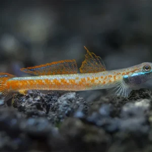Annie's Dwarf Goby (Stiphodon annieae)